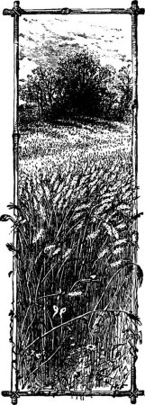 Illustration for Wheat black and white vintage vector illustration - Royalty Free Image
