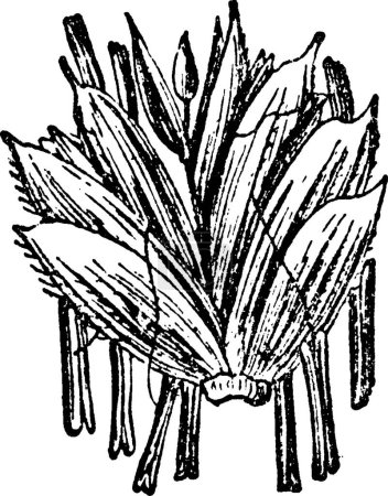 Illustration for Poaceae, engraved simple vector illustration - Royalty Free Image