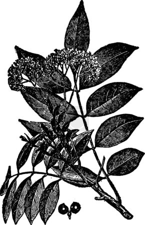 Téléchargez les illustrations : Illustration vectorielle vintage Quassia noir et blanc - en licence libre de droit