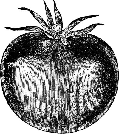 Ilustración de Tomate, ilustración vectorial simple grabada - Imagen libre de derechos