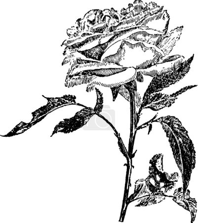 Ilustración de Rose, ilustración vectorial simple grabada - Imagen libre de derechos