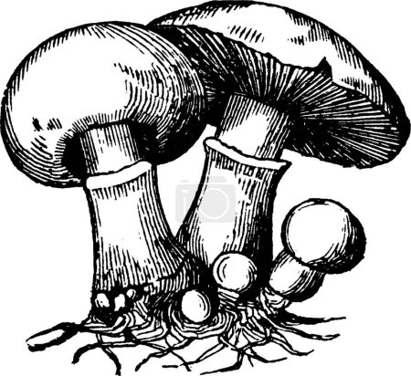 Téléchargez les illustrations : Illustration vectorielle vintage champignon noir et blanc - en licence libre de droit