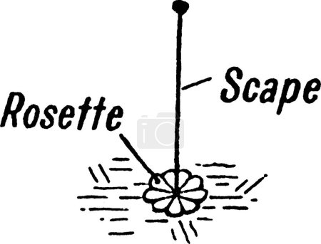 Illustration for Rosette, engraved simple vector illustration - Royalty Free Image