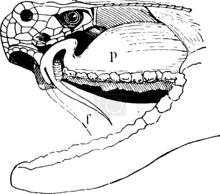Illustration for Rattlesnake black and white vintage vector illustration - Royalty Free Image