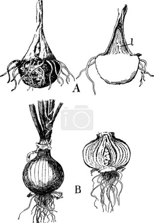Ilustración de Onion vintage vector illustration - Imagen libre de derechos