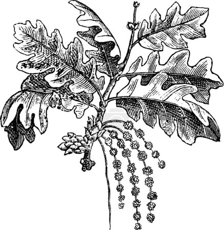 Illustration for Oak vintage, vector illustration - Royalty Free Image