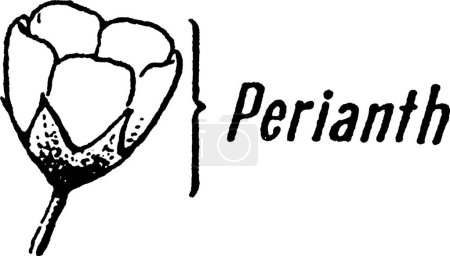 Illustration for Perianth black and white vintage vector illustration - Royalty Free Image
