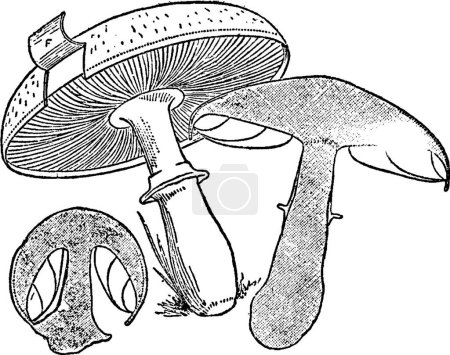 Ilustración de Mushroom vintage vector illustration - Imagen libre de derechos