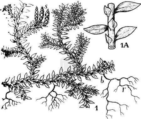 Téléchargez les illustrations : Selaginella vintage, illustration vectorielle - en licence libre de droit