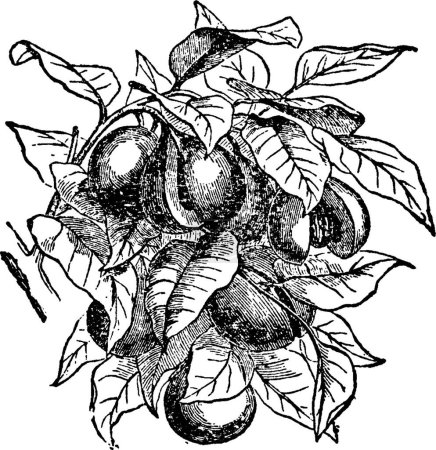 Ilustración de Nutmegs, ilustración vectorial simple grabada - Imagen libre de derechos