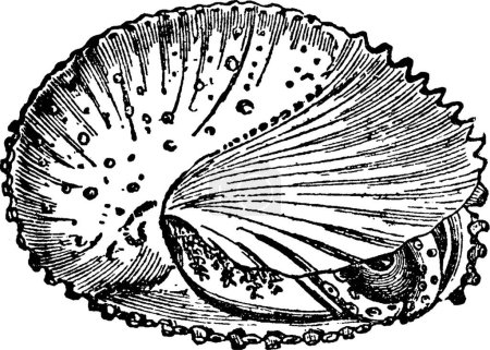Téléchargez les illustrations : Illustration vectorielle vintage noir et blanc Mollusca - en licence libre de droit