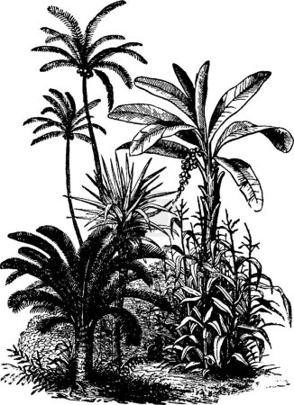 Ilustración de Vegetación, ilustración vectorial simple grabada - Imagen libre de derechos