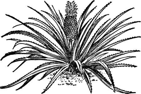 Téléchargez les illustrations : Illustration vectorielle vintage ananas noir et blanc - en licence libre de droit