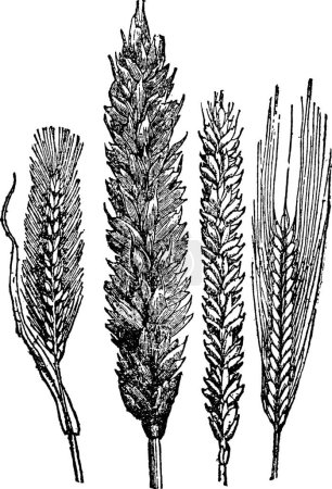 Ilustración de Orejas de trigo, ilustración vectorial simple grabada - Imagen libre de derechos