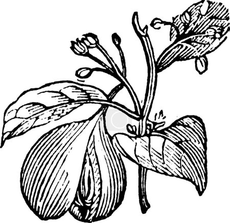 Ilustración de Nuez moscada, ilustración vectorial simple grabada - Imagen libre de derechos