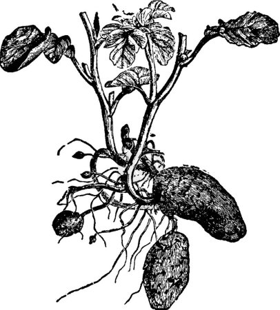 Téléchargez les illustrations : Pommes de terre, illustration vectorielle simple gravée - en licence libre de droit