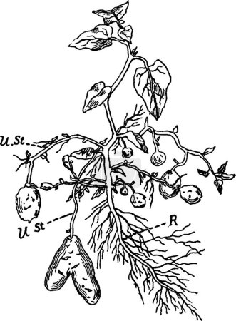 Ilustración de "Potato Plant vintage illustration. " - Imagen libre de derechos