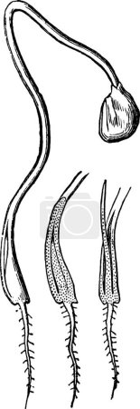 Illustration for Onion, engraved simple vector illustration - Royalty Free Image