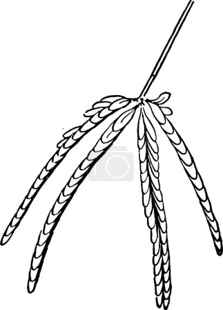 Ilustración de Mimosa, ilustración vectorial simple grabada - Imagen libre de derechos