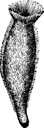 Illustration for Sponge, engraved simple vector illustration - Royalty Free Image