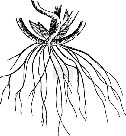 Ilustración de Ilustración de vector vintage raíz en blanco y negro - Imagen libre de derechos