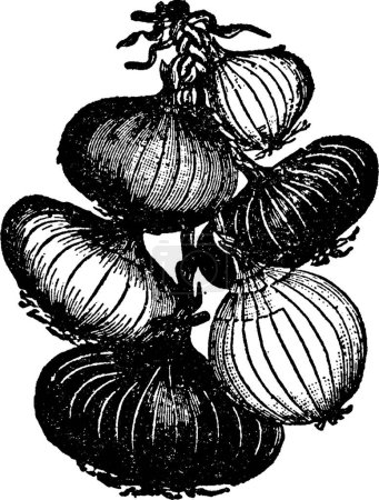 Illustration for Onions bunch, engraved simple vector illustration - Royalty Free Image