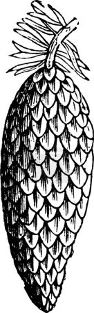 Téléchargez les illustrations : Illustration vectorielle vintage Pine noir et blanc - en licence libre de droit