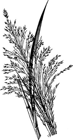Ilustración de Zizaniopsis vintage vector ilustración - Imagen libre de derechos