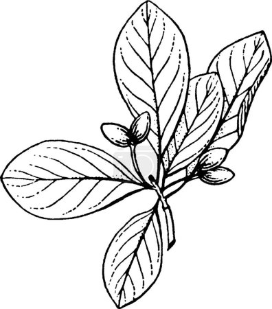 Nyssa, engraved simple vector illustration