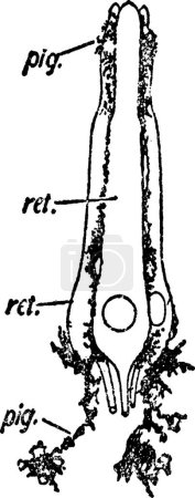 Illustration for Retinula, engraved simple vector illustration - Royalty Free Image