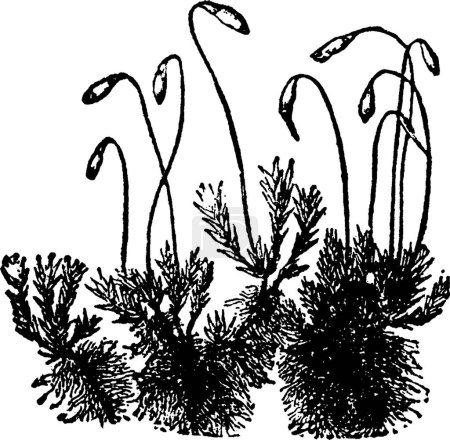 Ilustración de Moss vintage vector ilustración - Imagen libre de derechos