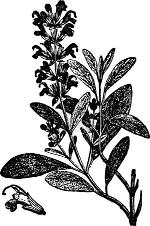 Ilustración de Salvia, ilustración vectorial simple grabada - Imagen libre de derechos