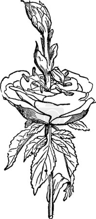 Téléchargez les illustrations : Fleur rose, illustration vectorielle simple gravée - en licence libre de droit