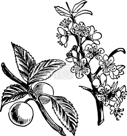 Ilustración de Sloe vintage illustration on white background - Imagen libre de derechos