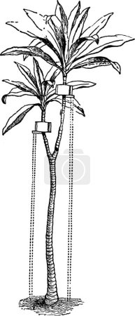 Illustration for Yucca, engraved simple vector illustration - Royalty Free Image