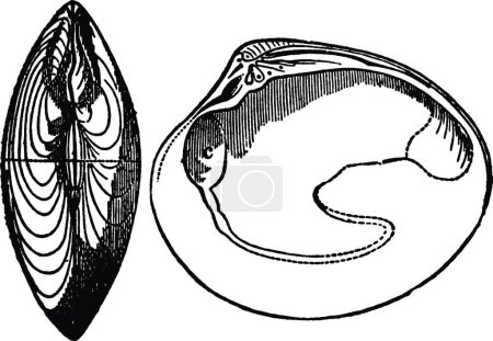 Ilustración de Bivalvo, ilustración vectorial simple grabada - Imagen libre de derechos