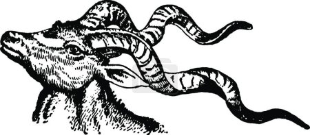 Ilustración de Antílope, ilustración vectorial simple grabada - Imagen libre de derechos