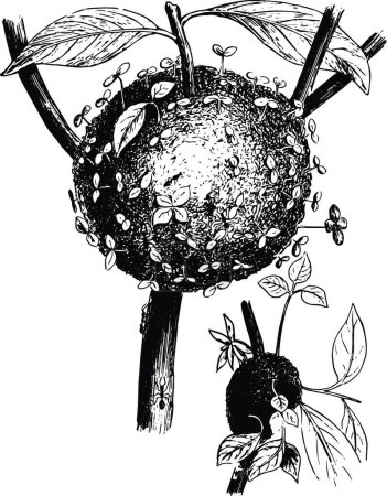 Téléchargez les illustrations : "Ant Gardens, vintage illustration." - en licence libre de droit