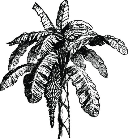 Ilustración de Palma de plátano, ilustración vectorial simple grabada - Imagen libre de derechos