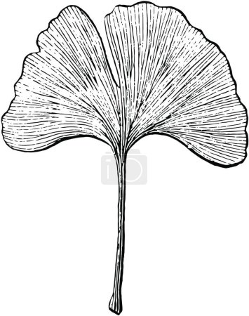 Illustration for Ginkgo leaf, engraved simple vector illustration - Royalty Free Image