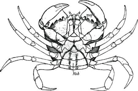Téléchargez les illustrations : "Crabe côtier femelle, illustration vintage." - en licence libre de droit
