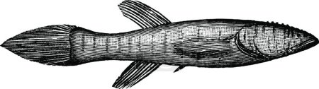 Illustration for Blindfish, vintage vector illustration - Royalty Free Image