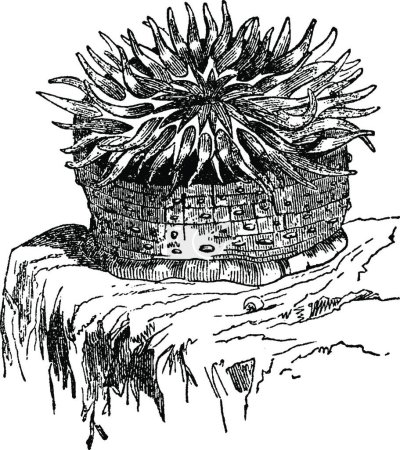 Illustration for Anemone, vintage vector illustration - Royalty Free Image