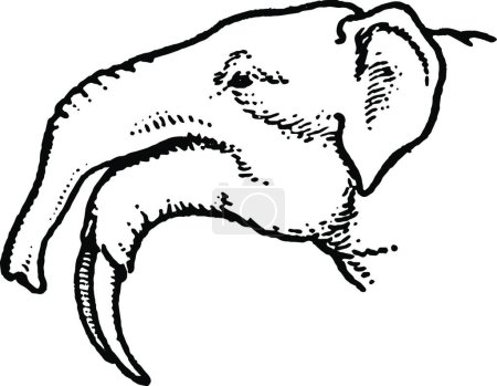 Ilustración de "Long jawed Mastodon, vintage illustration." - Imagen libre de derechos