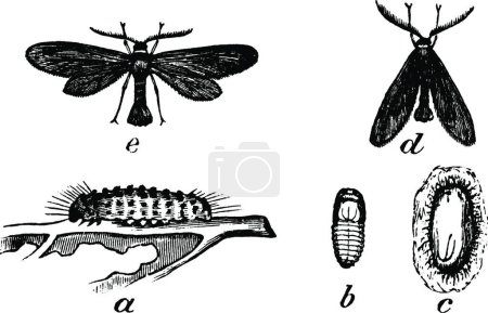 Téléchargez les illustrations : Acoloithus, illustration vectorielle vintage - en licence libre de droit