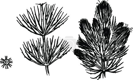 Illustration for Ceratophyllum vintage vector illustration - Royalty Free Image