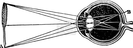 Ilustración de "Convergence of Rays in the Aqueous Humor of the Eyeball, vintage" - Imagen libre de derechos