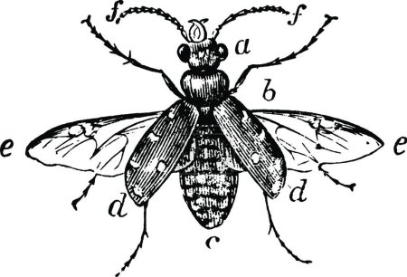 Ilustración de Coleópteros, ilustración vectorial vintage - Imagen libre de derechos