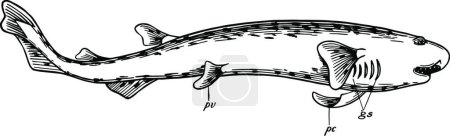 Illustration for Dogfish, engraved simple vector illustration - Royalty Free Image