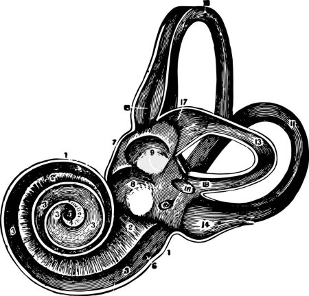Illustration for "Labyrinth of the Ear on the Left Side, vintage illustration." - Royalty Free Image